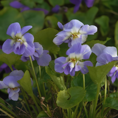 Violette Odorante Double de Toulouse  - Leaderplant
