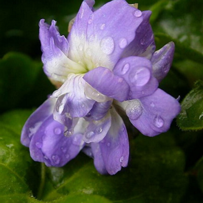 Violette Odorante Double de Toulouse  - Leaderplant