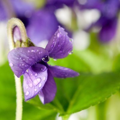 Violette odorante  - Leaderplant