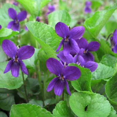 Violette odorante  - Leaderplant