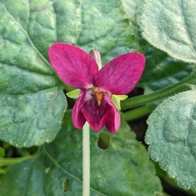 Violette odorante à fleurs rouges - Leaderplant