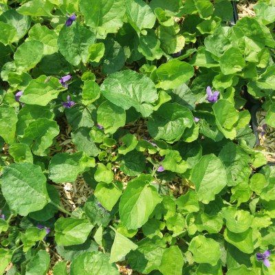 Violette odorante Konigin Charlotte - Vente en ligne de plants de Violette  odorante Konigin Charlotte pas cher | Leaderplant