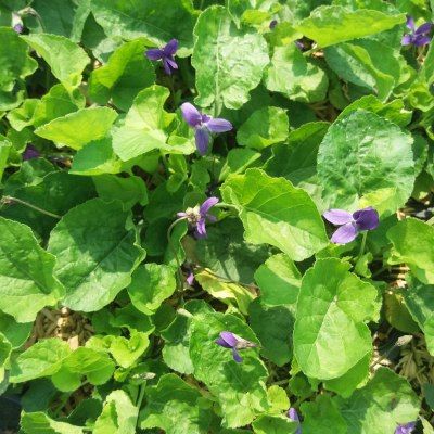 Violette odorante Konigin Charlotte - Vente en ligne de plants de Violette  odorante Konigin Charlotte pas cher | Leaderplant