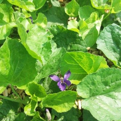 Violette odorante Konigin Charlotte - Vente en ligne de plants de Violette  odorante Konigin Charlotte pas cher | Leaderplant