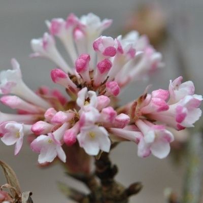 Viorne bodnatense Aberconway - Leaderplant