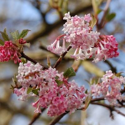 Viorne bodnatense Aberconway - Leaderplant