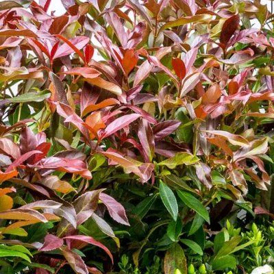 Viorne odorante Coppertop ® - Leaderplant