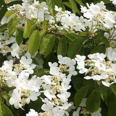 Viorne de Chine 'Lanarth' - Leaderplant