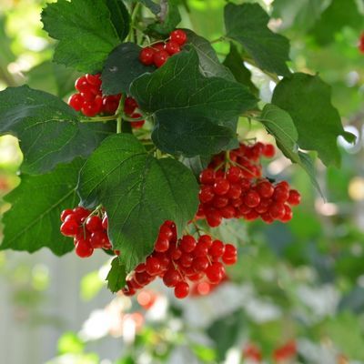 Viorne Obier - Leaderplant