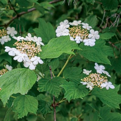 Viorne Obier - Leaderplant