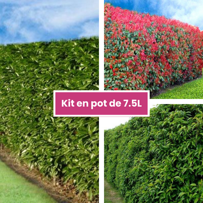 TRIO Haie persistante et colorée - Leaderplant