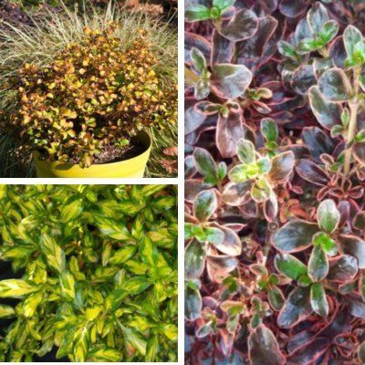 TRIO de Coprosmas - Leaderplant