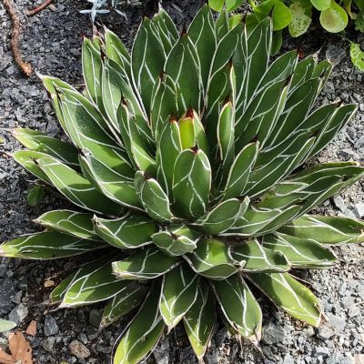 Agave 'Reine Victoria' - Leaderplant