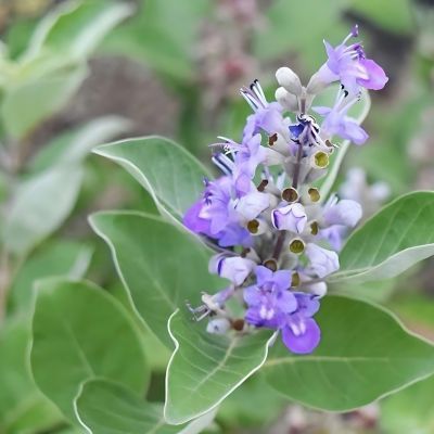 Gattilier - Arbre au poivre Chicagoland Blues  - Leaderplant