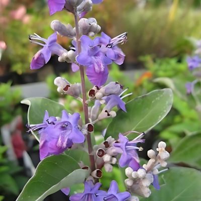 Gattilier - Arbre au poivre Chicagoland Blues  - Leaderplant