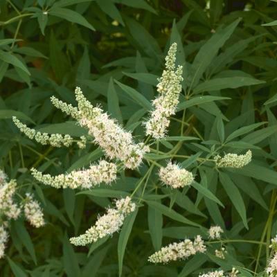 Gattilier - Arbre au poivre Blanc - Leaderplant
