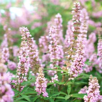 Gattilier - Arbre au poivre Rose - Leaderplant