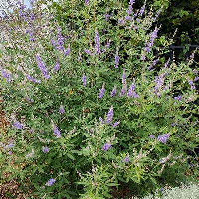 Gattilier - Arbre au poivre - Leaderplant