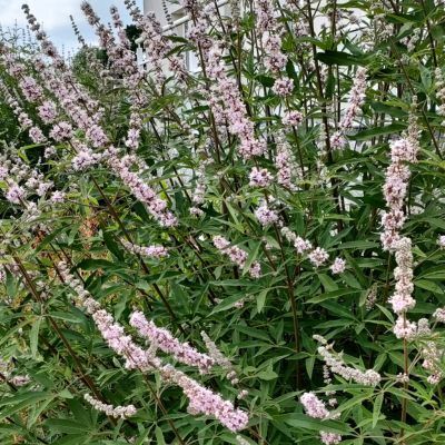 Gattilier - Arbre au poivre Rose - Leaderplant