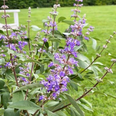 Gattilier - Arbre au poivre Summertime Blues ® - Leaderplant