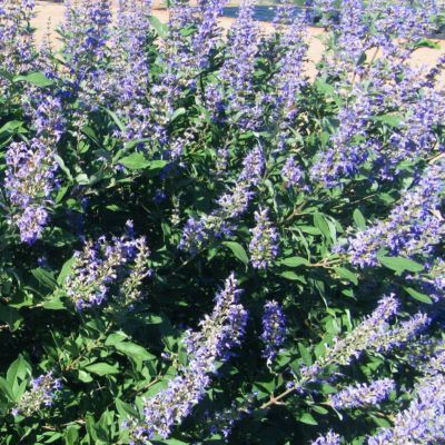 Gattilier - Arbre au poivre Summertime Blues ® - Leaderplant