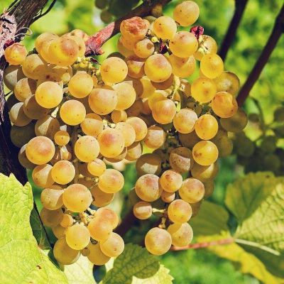 Vigne Muscat blanc Alexandrie - Leaderplant