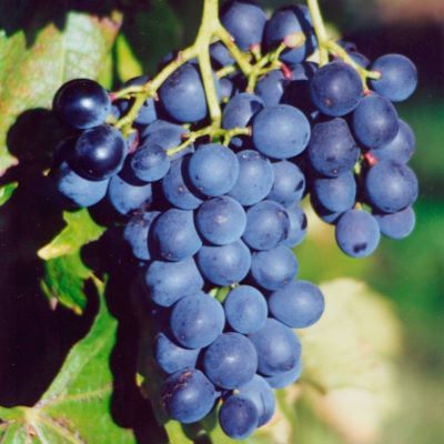 Vigne Muscat Bleu - Leaderplant
