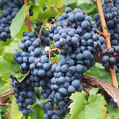 Vigne Aladin Ampelia ® - Leaderplant