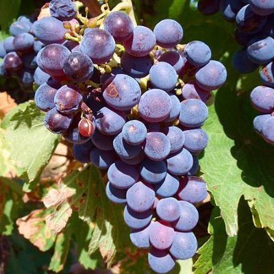 Vigne raisin de table Alicante Bouschet - Leaderplant