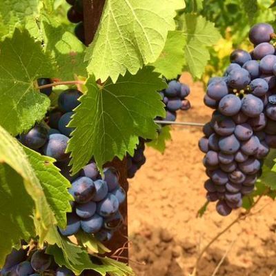 Vigne raisin de table Alicante Bouschet - Leaderplant