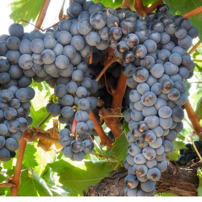 Vigne noire Boskoop Glory - Leaderplant