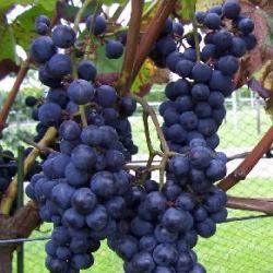 Vigne noire 'Boskoop Glory' - Leaderplant