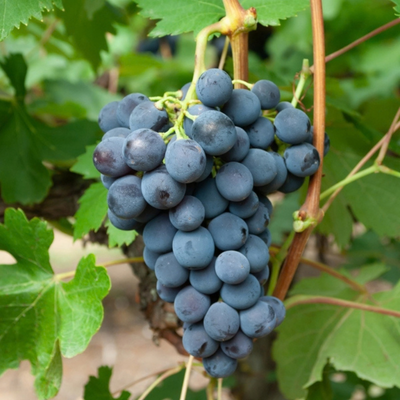 Vigne Galanth Ampelia ® - Leaderplant