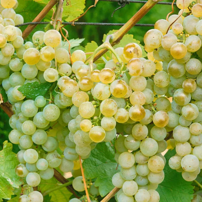 Vigne Garant Ampelia ® - Leaderplant