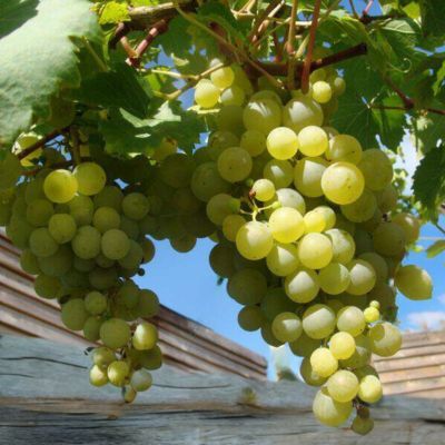 Vigne Perdin Ampelia ® - Leaderplant