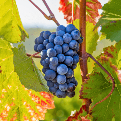 Vigne raisin de Table noir Zilga ®  - Leaderplant