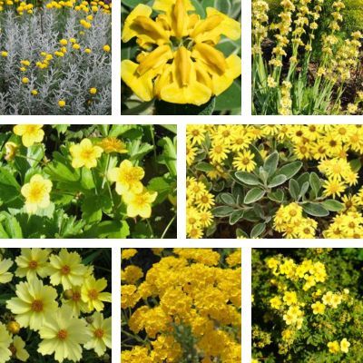 Kit vivaces fleurs jaunes - 8 variétés - Leaderplant