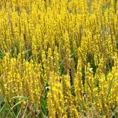 Wachendorfia thyrsiflora - Leaderplant