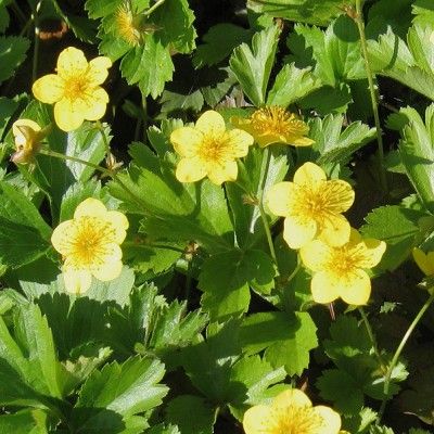 Waldsteinia - Leaderplant