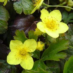 Waldsteinia - Leaderplant