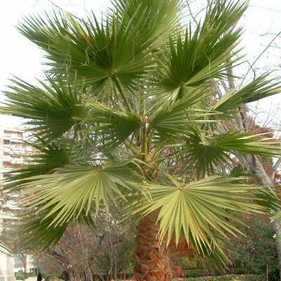Palmier rustique à jupon - Washingtonia - Leaderplant