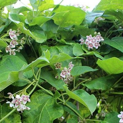 Wattakaka - Dregea - Leaderplant