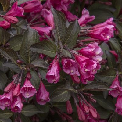 Weigelia pourpre 'Alexandra' ® - Leaderplant