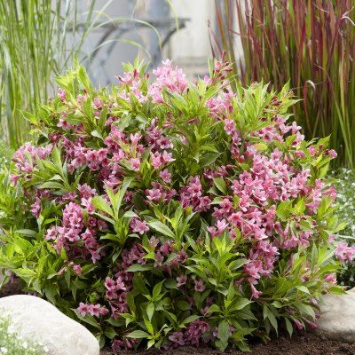 Weigela Picobella Rosa ® - Leaderplant