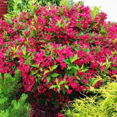 Weigelia Red Prince - Leaderplant