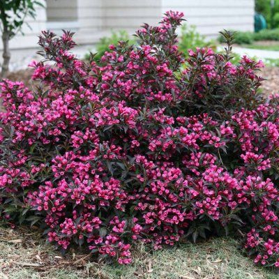 Weigelia pourpre Victoria - Leaderplant