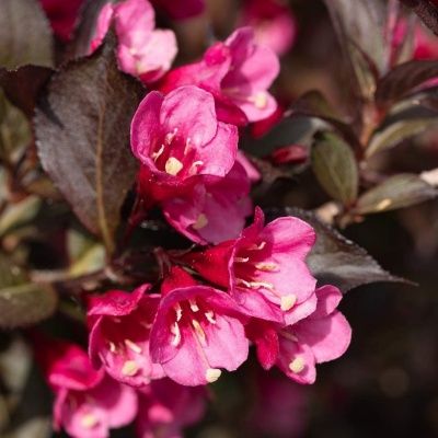 Weigelia pourpre Victoria - Leaderplant
