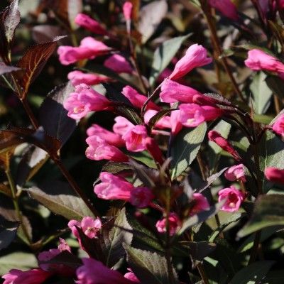 Weigelia pourpre Victoria - Leaderplant
