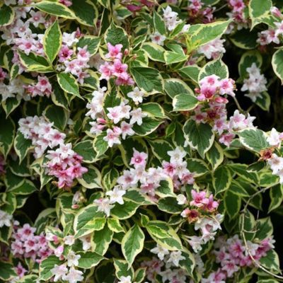 Weigelia panaché à fleurs roses - Leaderplant