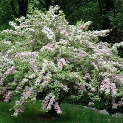 Weigelia panaché à fleurs roses - Leaderplant